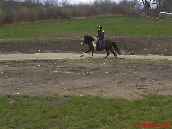 Islænder Embla fra Vesterlund - galop på tøltbanen. :´) billede 15