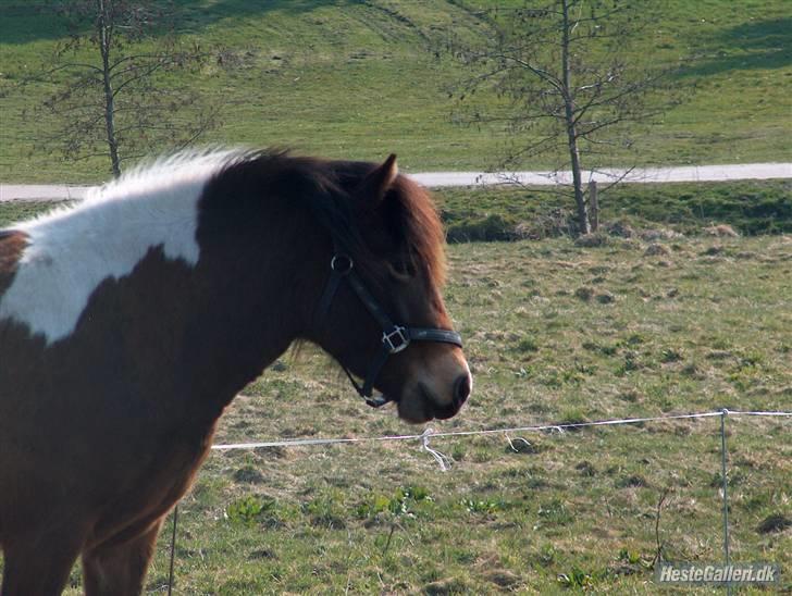 Islænder Embla fra Vesterlund billede 16