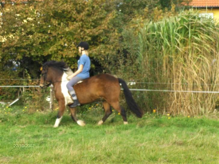 Islænder Embla fra Vesterlund - mig og embla. billede 17