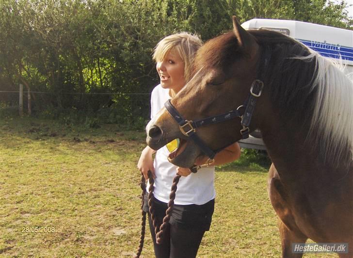 Islænder Embla fra Vesterlund billede 18