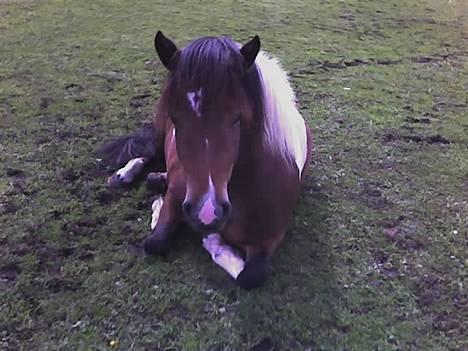 Islænder Embla fra Vesterlund billede 19