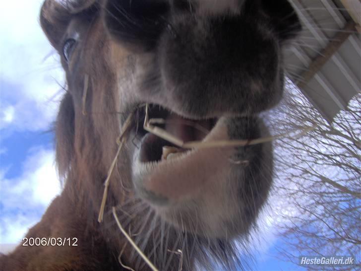 Islænder Embla fra Vesterlund billede 20