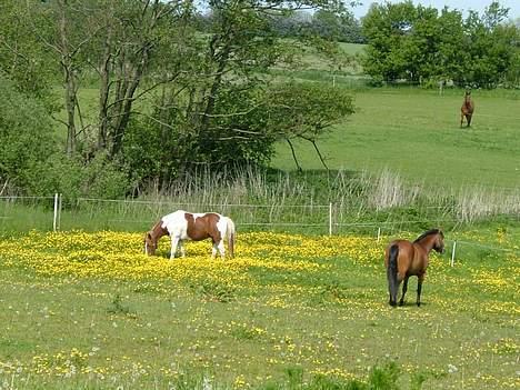 Pinto Mikki - Mikki står lige og spiser nogle dejlige gule blomster med sin ven Flicka :p billede 12