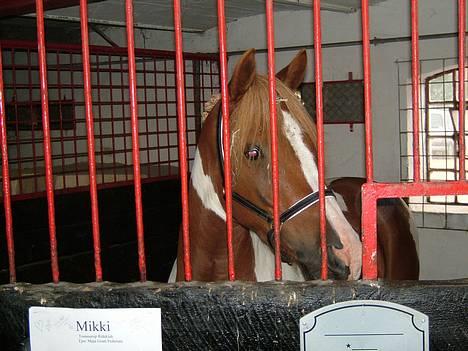 Pinto Mikki - Mikkis hovede. I Diernæs billede 13