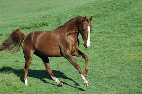 Akhal-Tekiner Abaza (R.I.P.) - galop  billede 1