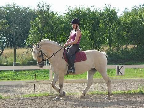 Fjordhest Vængets Liza - LIza og Anne billede 9