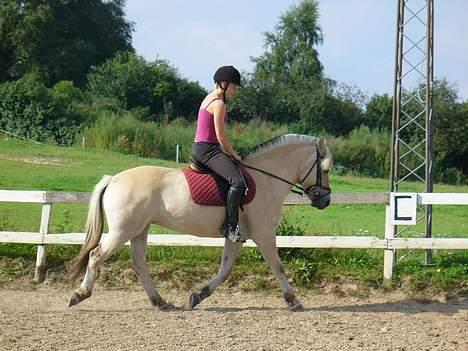 Fjordhest Vængets Liza - Liza og Anne i dressur billede 10