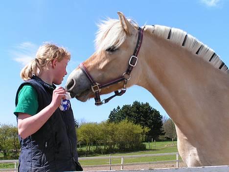 Fjordhest Vængets Liza - Vængets Liza og Anne billede 11