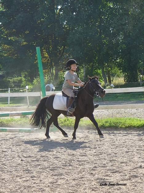 Anden særlig race Kalle - Kalle og sabine billede 5