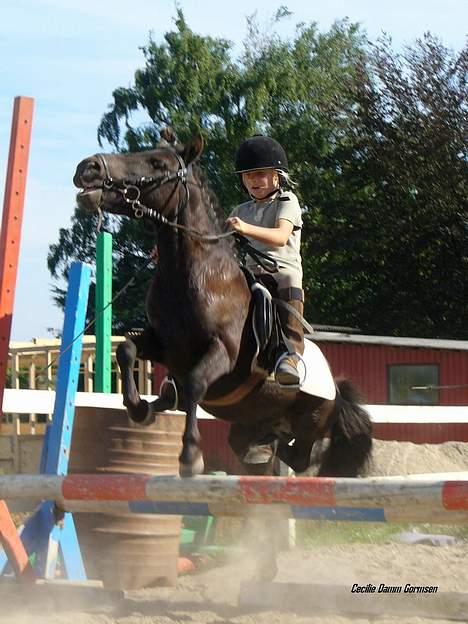 Anden særlig race Kalle - Kalle spriner lide vildt med sabine billede 6