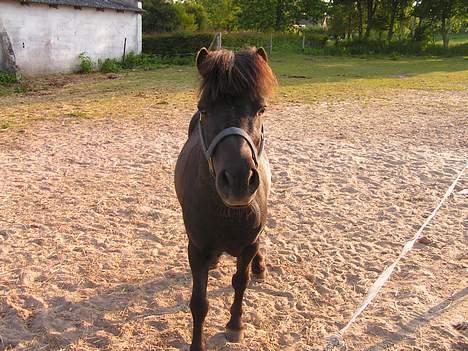 Anden særlig race Kalle - Charmerende Kalle billede 7
