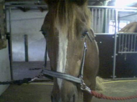 Traver Filur billede 7