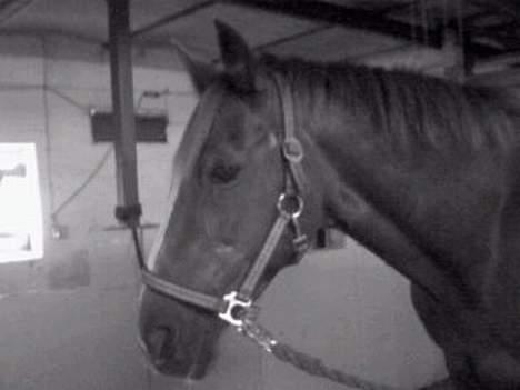 Traver Filur billede 8