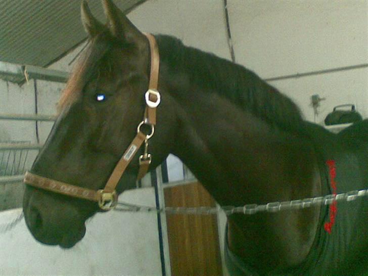 Anden særlig race Mosegaards El Diablo *SOLGT* - På staldgangen. billede 7