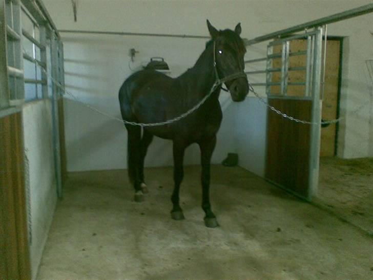 Anden særlig race Mosegaards El Diablo *SOLGT* - På staldgangen igen. billede 8