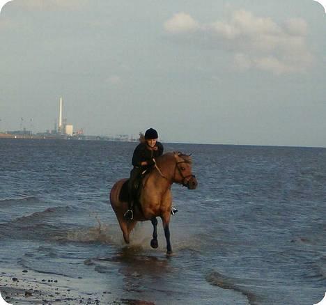 Anden særlig race Hyldtoft´s Snerle - Snerle og jeg i galop på stranden.den 070806 billede 13