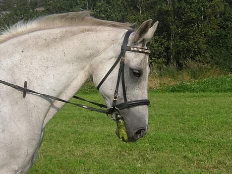 Anden særlig race Dolly mon Cherie billede 15