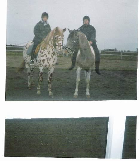 Knabstrupper Van Gogh - Se er vi ikke smukke?? Det er min Ven Tico. billede 8