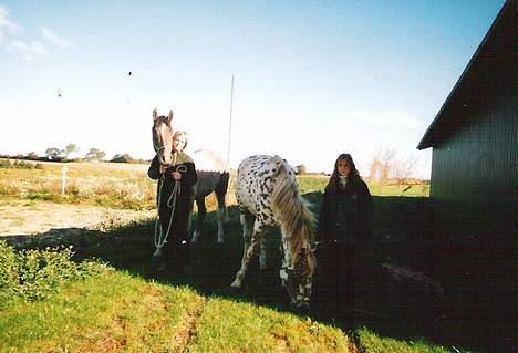 Knabstrupper Van Gogh - Her er vi så igen.. billede 9
