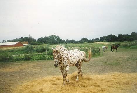 Knabstrupper Van Gogh - Ahhh det var godt med en lur billede 10