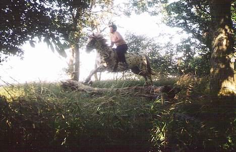 Knabstrupper Van Gogh - Det er mig og Diana der er ude og springe i skoven for første gang billede 11