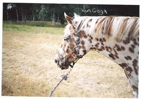 Knabstrupper Van Gogh - Her er vi så på vores ridebane på ridelejren, og så skulle hun lige tage billeder IGEN.. billede 12