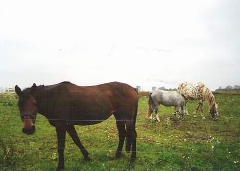 Knabstrupper Van Gogh - Så er vennerne samlet igen. *SS* billede 13
