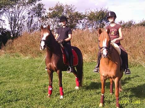 Hollandsk Sportspony Challenge SOLGT - Mig og challenge og louise på min gamle pony Quick-step billede 14