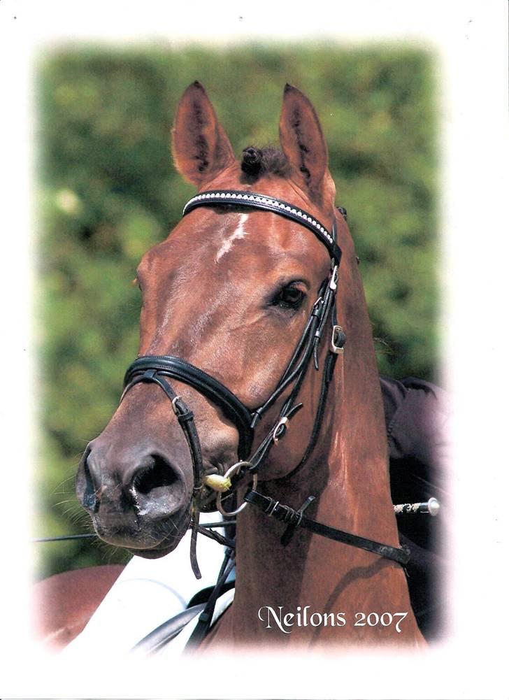 Hollandsk Varmblod Neilons *RIP* <3 - Neilons i sneen 2007:D billede 1