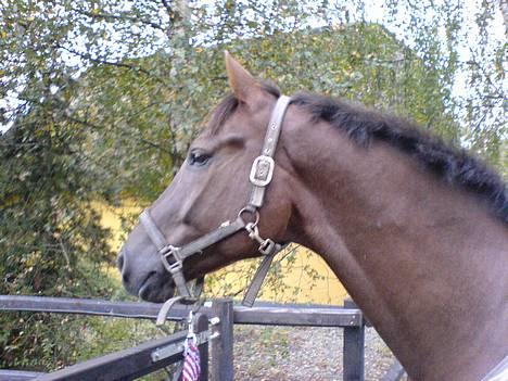 Hollandsk Varmblod Neilons *RIP* <3 - neilons på vej ud på mark på hesselhøj billede 3