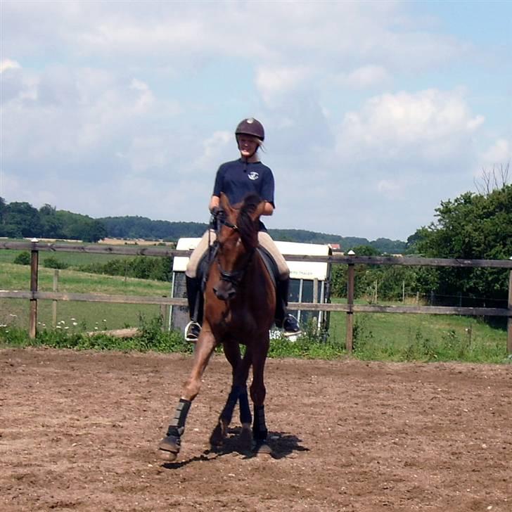 Hollandsk Varmblod Neilons *RIP* <3 - NYT:21aug billede 4