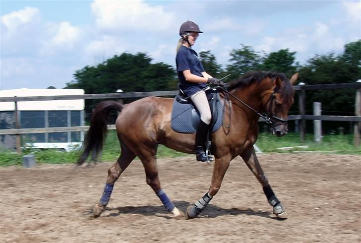 Hollandsk Varmblod Neilons *RIP* <3 - NYT 21aug billede 8