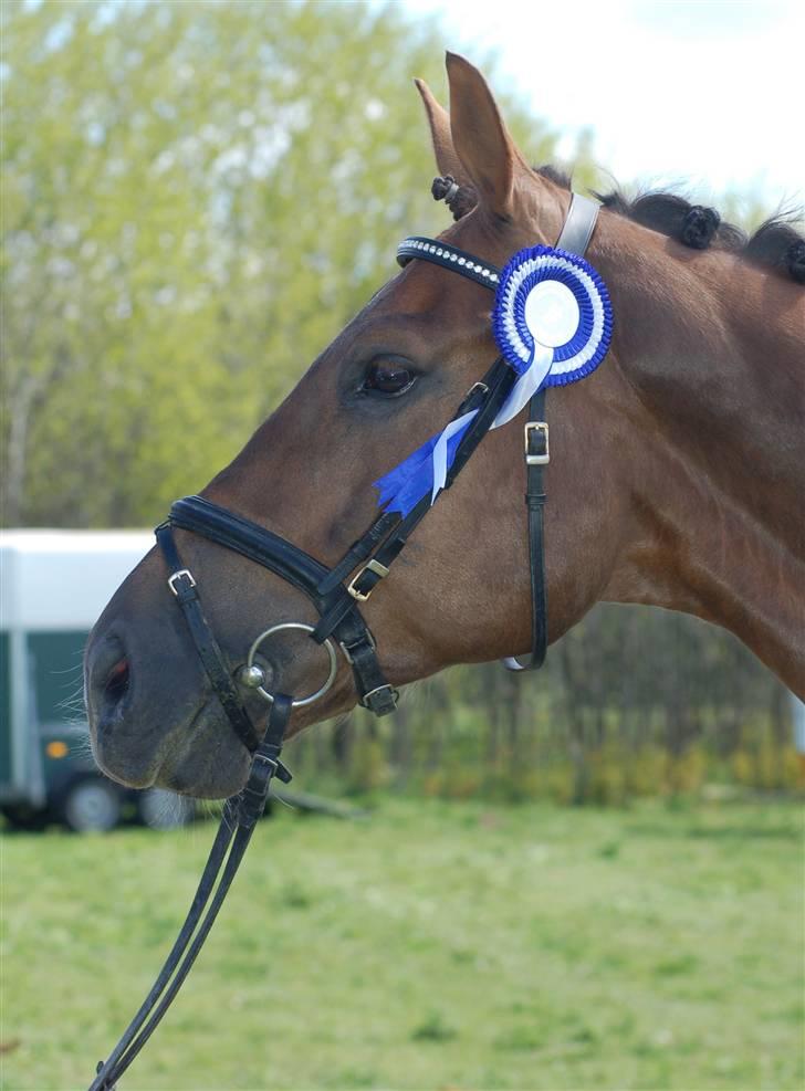 Hollandsk Varmblod Neilons *RIP* <3 - en livsglad neilons, der nyder det skønne vejr billede 9