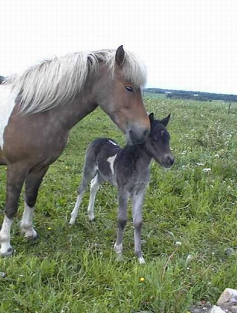 Islænder Drottning fra Hólum - Drottning og hendes føl fra 2001 billede 2