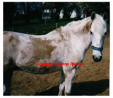 Shagya Araber (SH) Lady (Love of my life!) - Sådan ser man altså ud efter et mudderbad :) billede 15