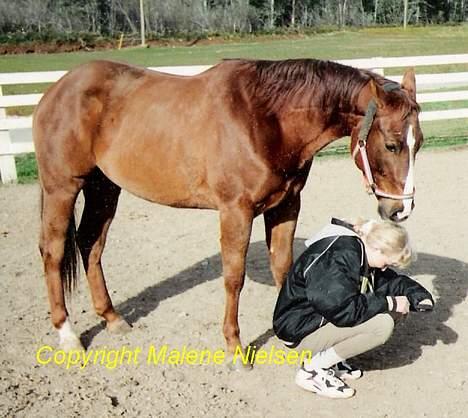 Quarter Red Wood Apollo (93-98) - Aggemam? billede 5