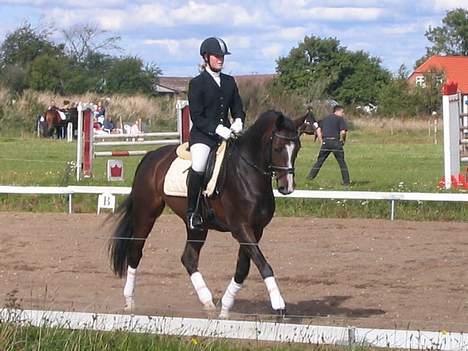 Dansk Varmblod Dinétt Stengaard *SOLGT* - stævne i dag, d. 17 sept billede 2