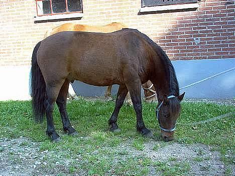 Anden særlig race † Rocky † - sys selv det er et godt billed.. billede 1