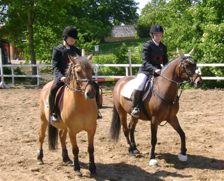 Anden særlig race † Rocky † - NYT! camilla på tinka og mig på rocky til stævne på sjølund billede 6