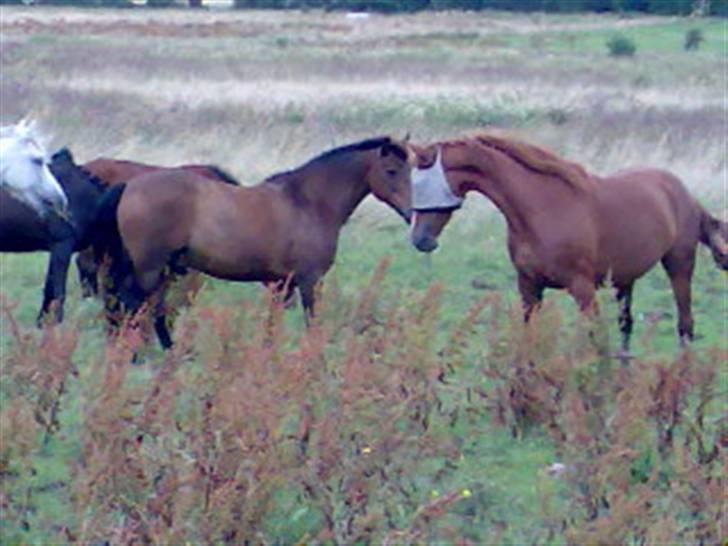 Anden særlig race † Rocky † - rocky og tessa. sødt. billede 9