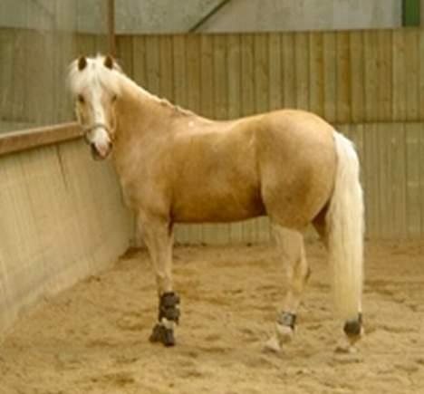 Palomino Harvey billede 1