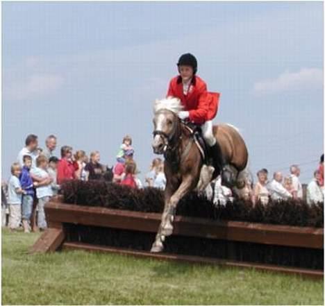 Palomino Harvey billede 2
