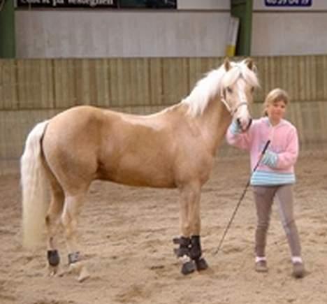 Palomino Harvey billede 4