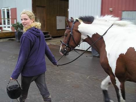 Pinto Fønix - Mig og Fønix på vej over i ridehallen billede 10