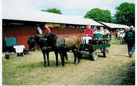 Gotlandsruss Marco-Polo DØD - Roskilde 2004 billede 4