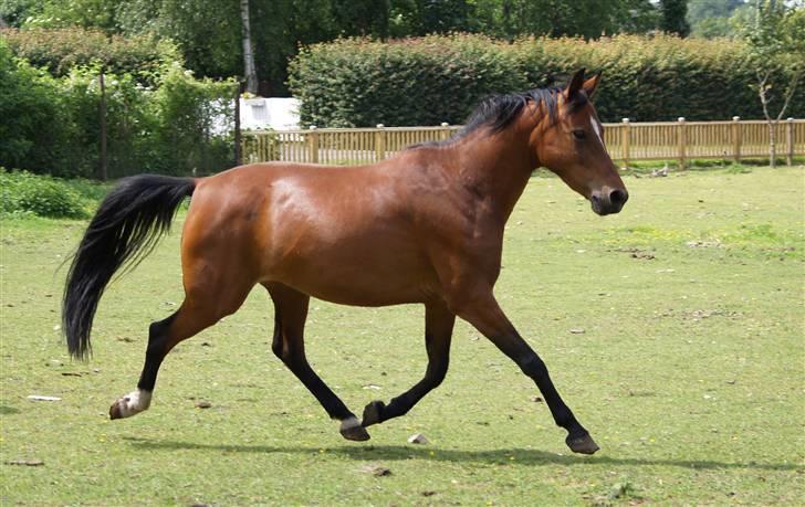Anden særlig race Cassiopeia - juni 2007. billede 34