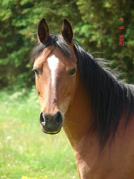 Anden særlig race Cassiopeia - Smukke Cassi juni 2006. billede 35