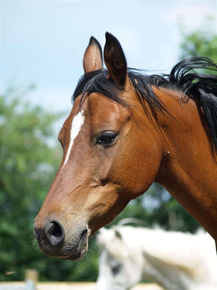 Anden særlig race Cassiopeia - sommer 2007. billede 36