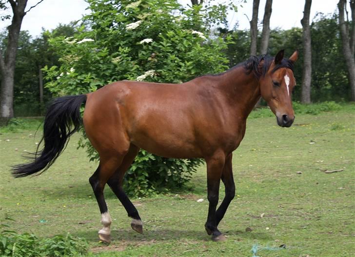 Anden særlig race Cassiopeia - juni 2007. billede 37