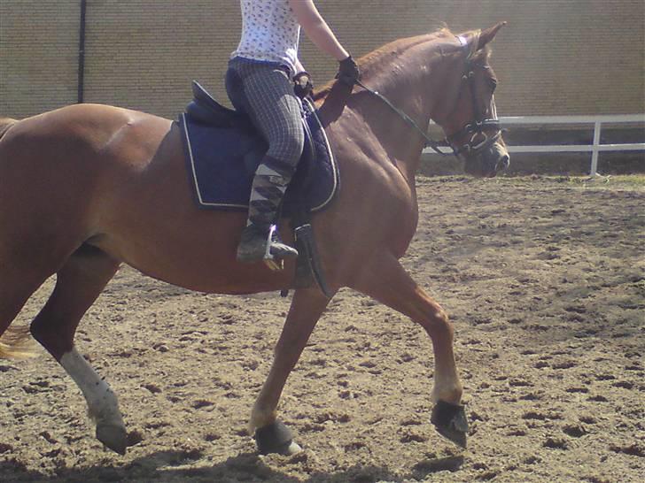 Anden særlig race Tessa billede 12